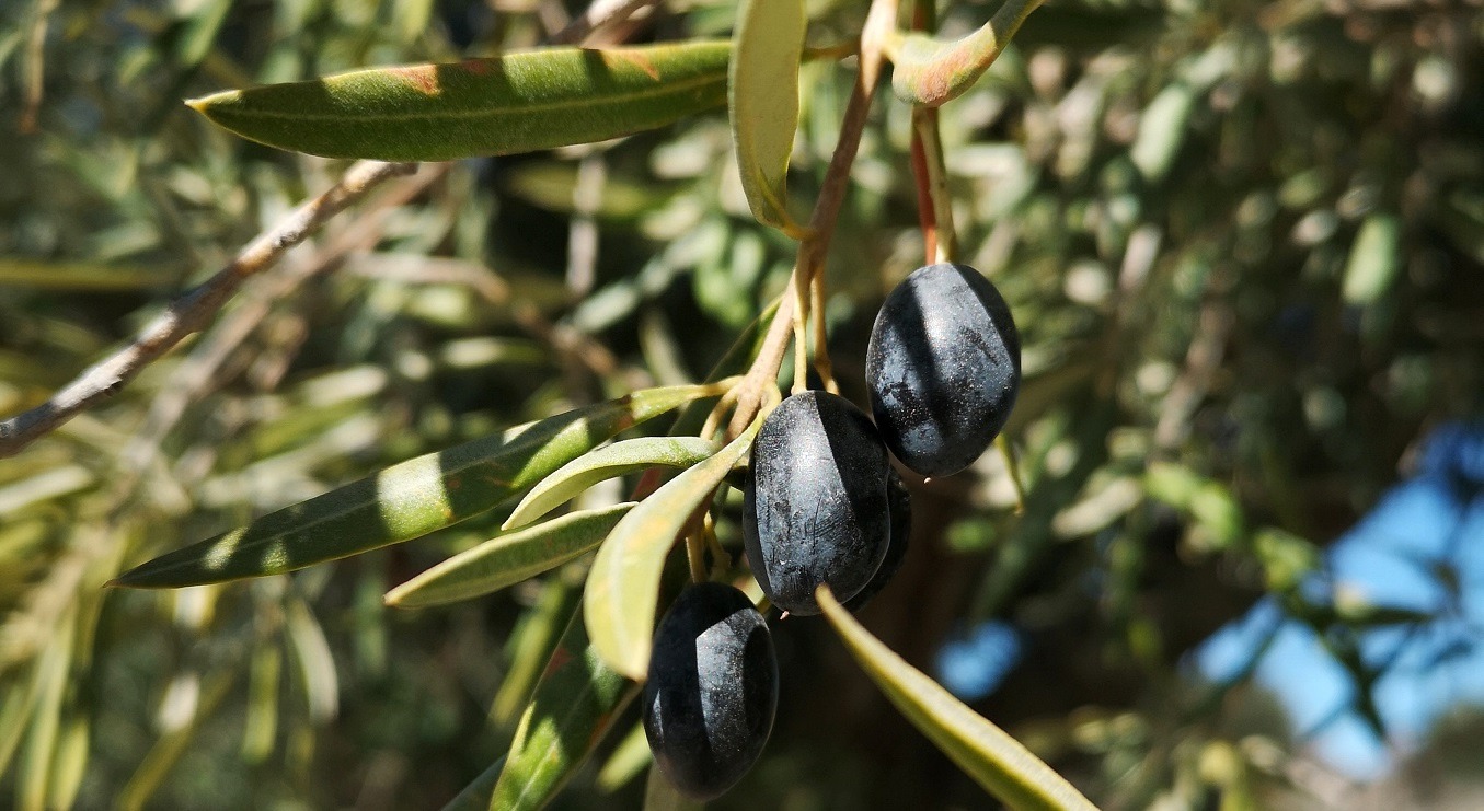 Olives de france