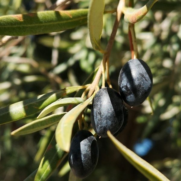 Olives de france