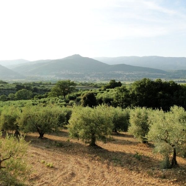 oliv chemin des olivier Mi sept
