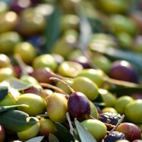 olives-253264_960_720