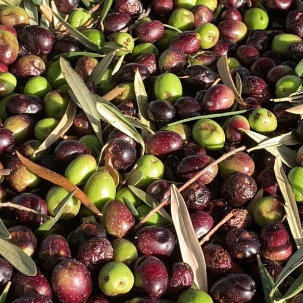 olives méditerranéennes 2
